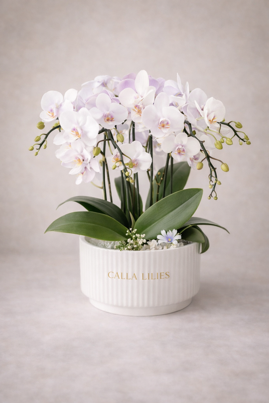 Orchid