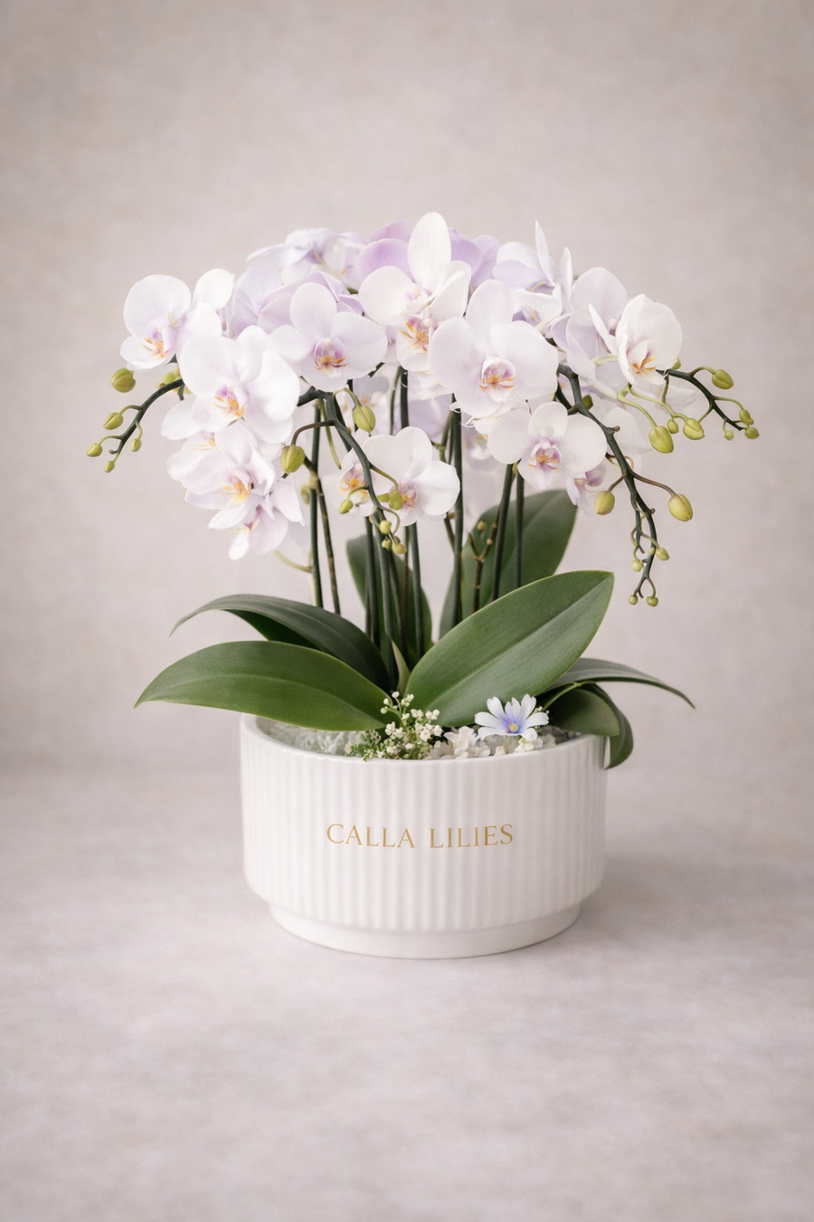Orchid