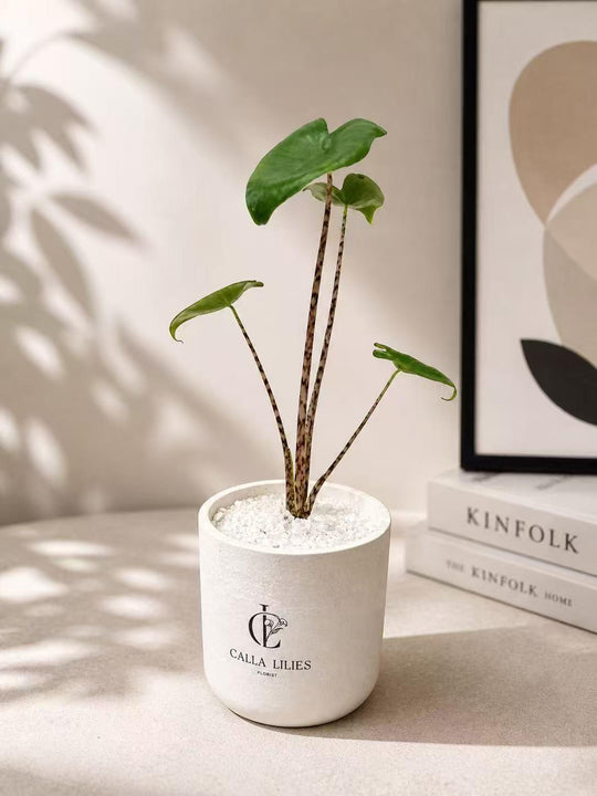 Alocasia Plant Arrangement