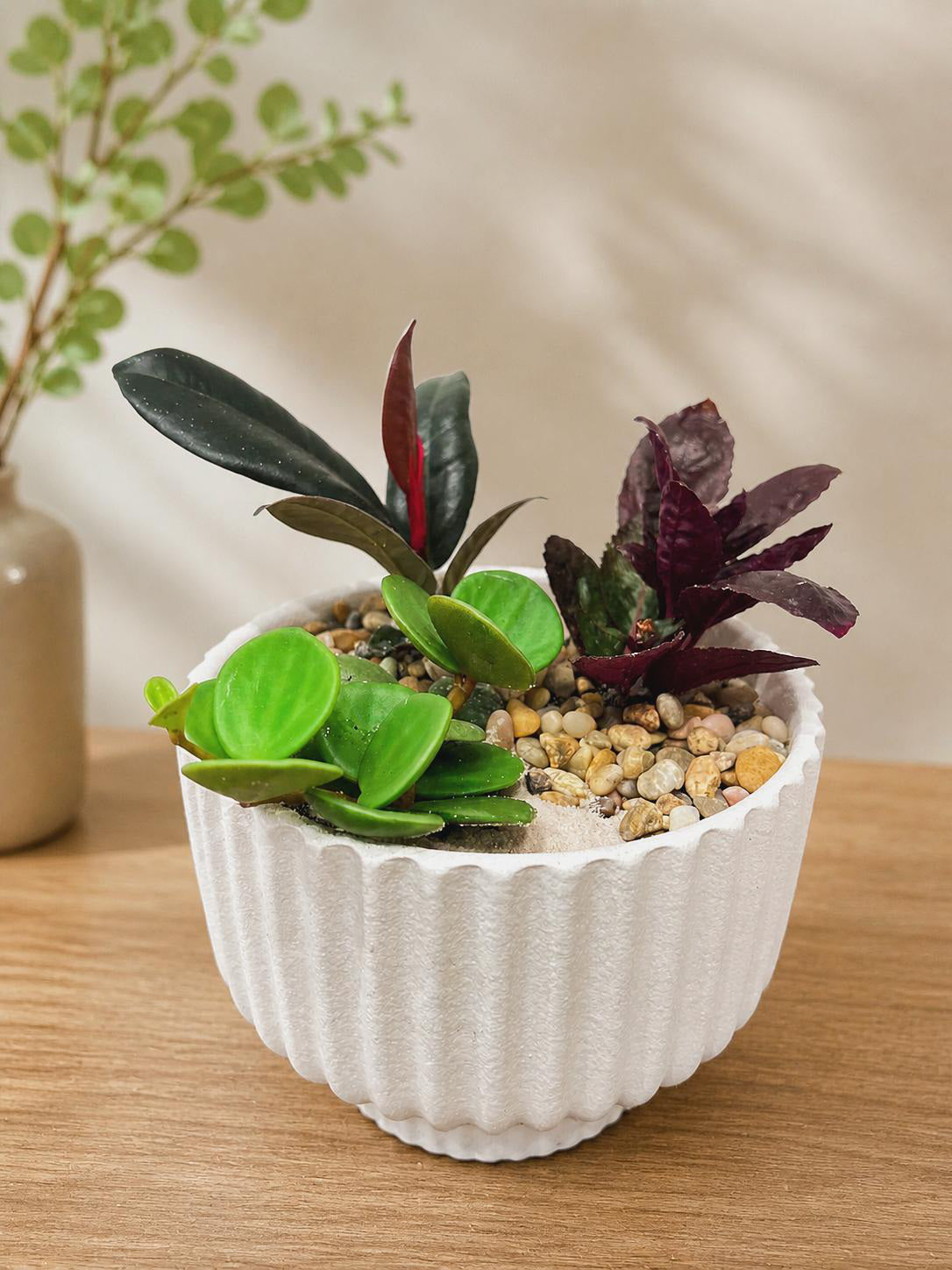 Daily Pot Plant Arrangement