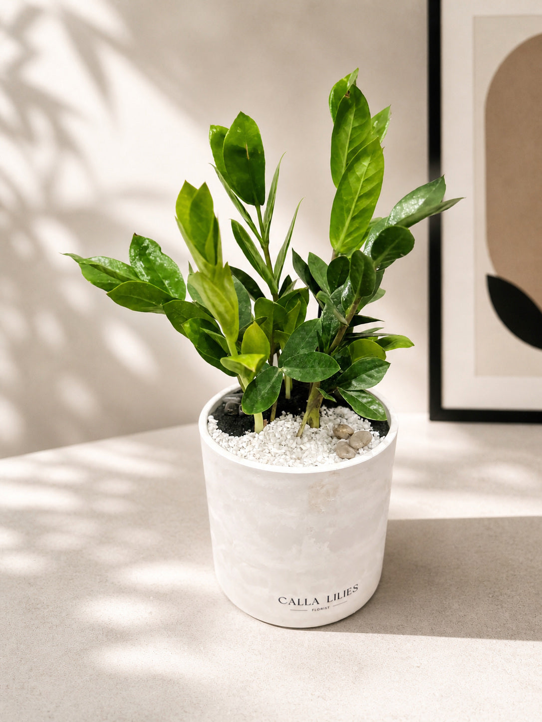 Designer Green Plant Large Eco-Friendly Pot