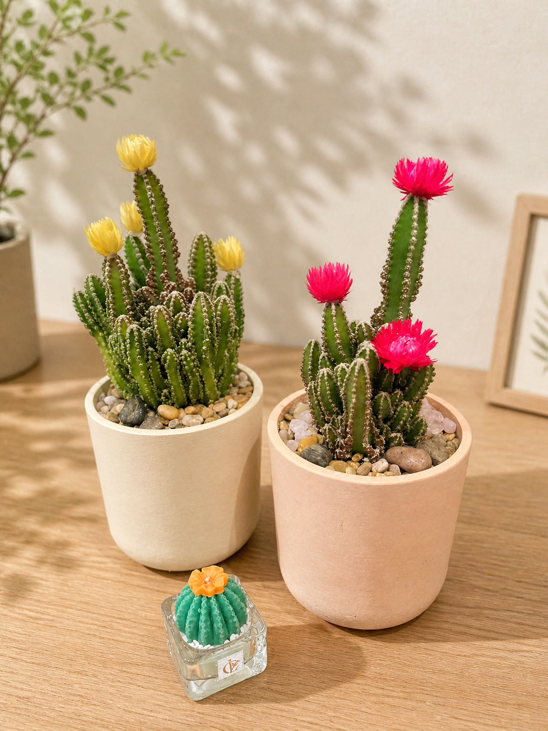 Cactus Plant Arrangement