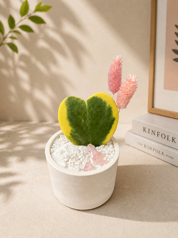 Heart Hoya Plant Arrangement