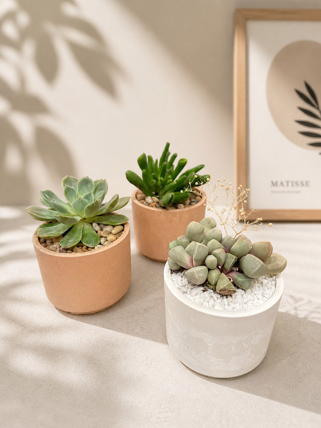Take Me Home Mini Plant