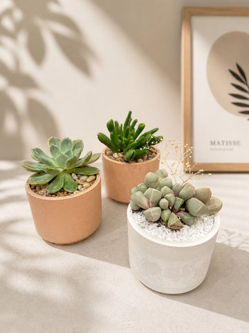 Take Me Home Mini Plant