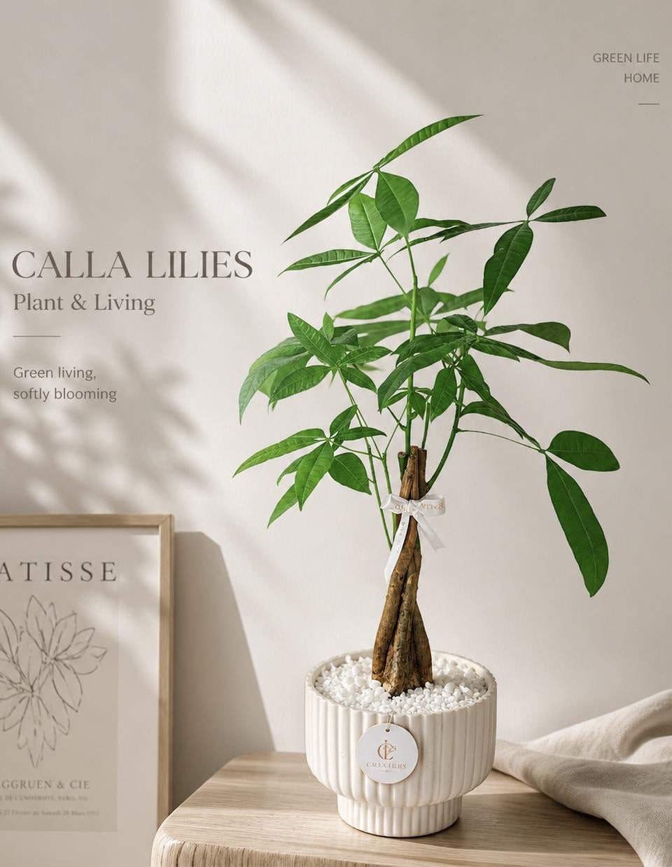 Money Tree Pot