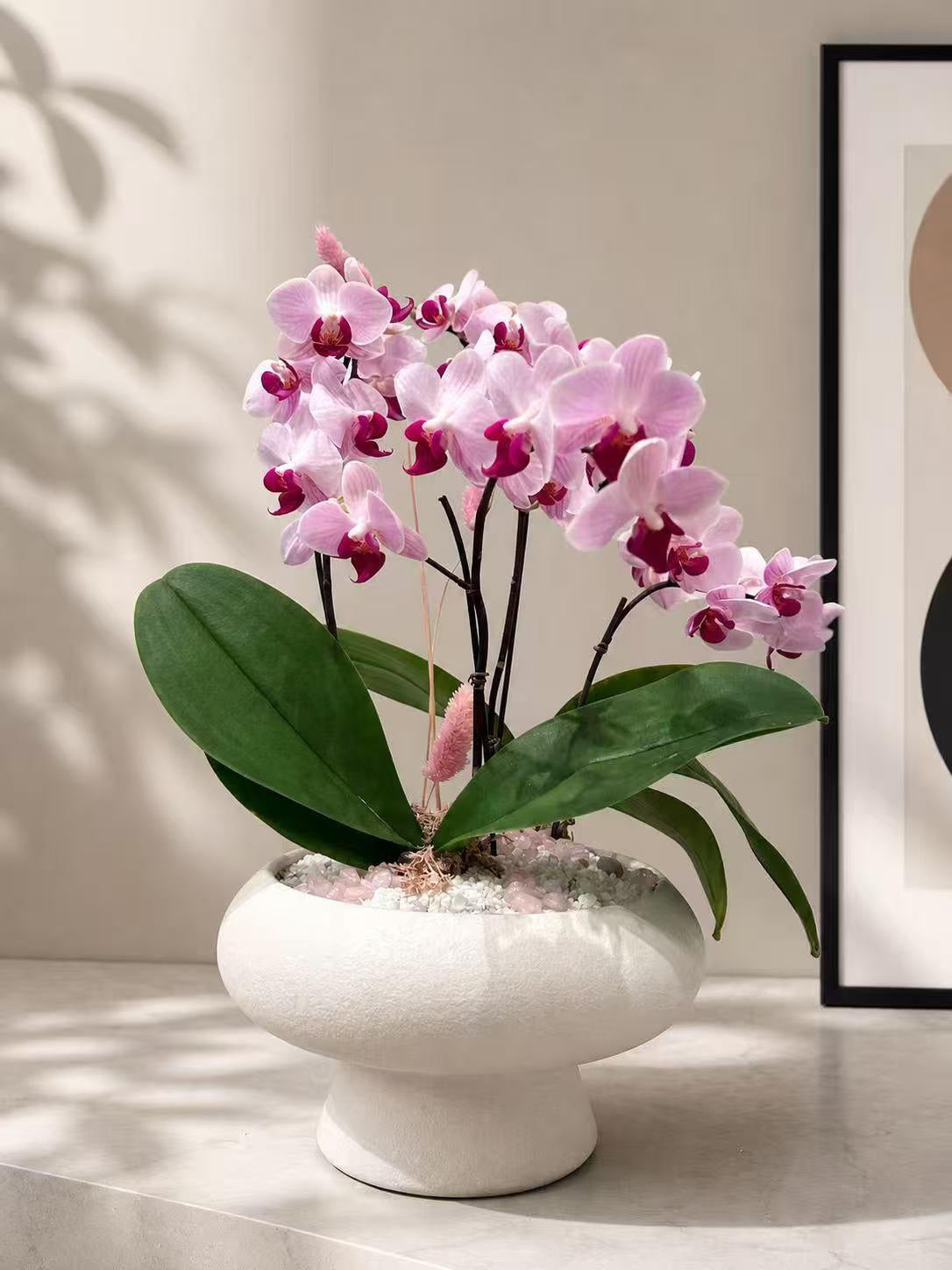 4 Stem Orchid Arrangement