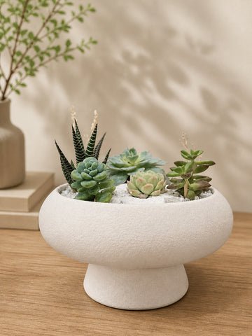 Signature Succulent Arrangement